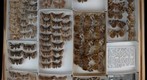 Noctuidae 16