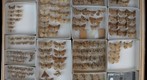 Noctuidae 18