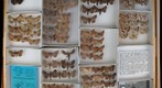 Noctuidae 15