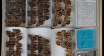 Noctuidae 25