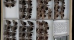 Noctuidae 23