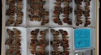 Noctuidae 26