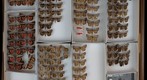 Noctuidae 30