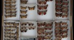 Noctuidae 29