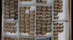 Noctuidae 32