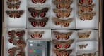 Noctuidae 28