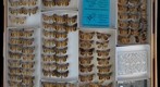 Noctuidae 31