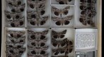 Noctuidae 24