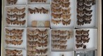Noctuidae 14