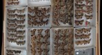 Noctuidae 13