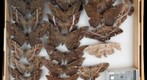 Noctuidae 12