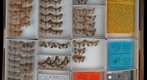 Noctuidae 10