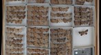 Noctuidae 9