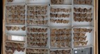 Noctuidae 8