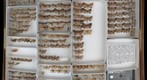 Noctuidae 1