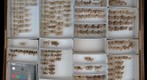 Noctuidae 3