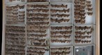 Noctuidae 5