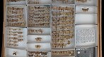 Noctuidae 6