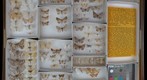 Geometridae Receiving 9
