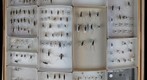 Gerridae Receiving 1