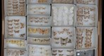 Geometridae Receiving 7