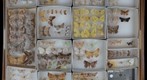 Geometridae Receiving 8