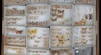 Geometridae Receiving 5