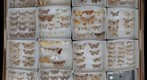 Geometridae Receiving 6