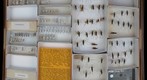 Enicocephalidae, Ceratocombidae, Dipsocoridae, Schizopteridae, and Gerridae 1