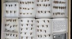 Gerridae 2