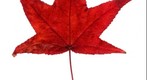 Sweet Gum Leaf, 27 Gigapixel Panorama constructed from over 25,000 photographs