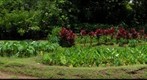 Uncle Nana's Taro Patch