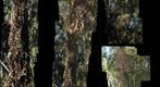 110121 Goleta, California, Ellwood Monarch Butterfly Main Grove collage