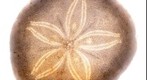 Sand Dollar