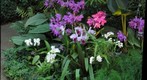 My first Gigapan, Phipps Conservatory and Botanical Gardens