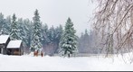 Horses in Snowstorm