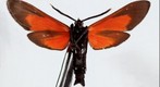 Spotted oleander caterpillar moth (ventral), 2.6 Gigapixel Macro Photograph