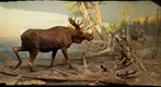 Bell Museum: Moose Diorama