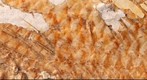 Fish fossil closeup