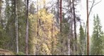 Bear in Valley - Finland