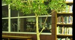 Fig Tree