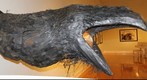 crow with light in mouth