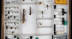 NCSU ENT 502 (Insect Systematics) Collection - Mary 2