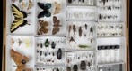 NCSU ENT 502 (Insect Systematics) Collection - Mary 1