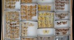 Geometridae 7