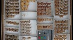 Geometridae 8