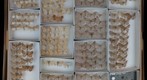 Geometridae 10