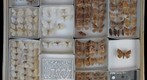 Geometridae 11