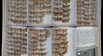 Thyatridae