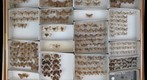 Geometridae 16
